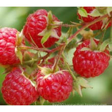 IQF Freezing Organic Raspberry Hr-16090904